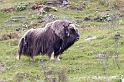 Boeuf musque 9389
